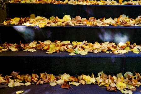 Stairs fall color fall leaves photo