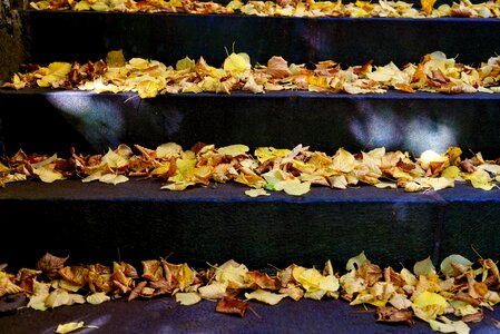 Stairs fall color fall leaves