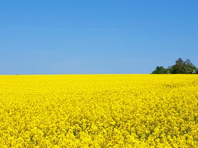 Rapeseed field nature landscape