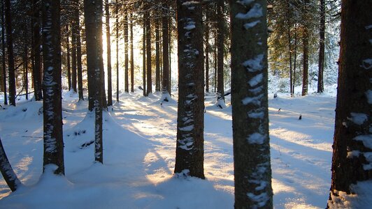 Finland nature winter