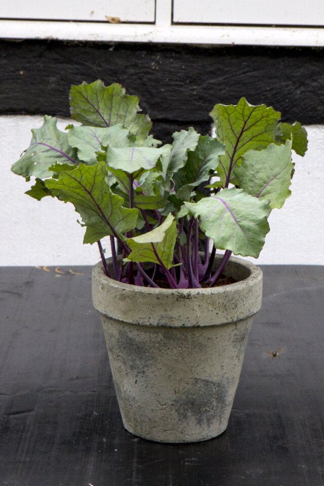 Plant kale leaf