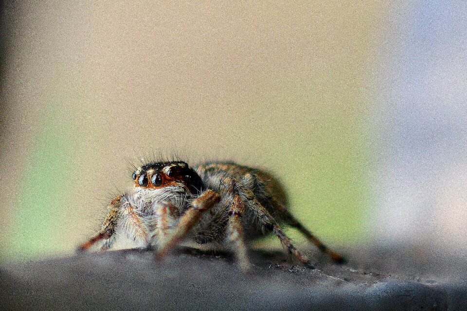 Nature macro insect