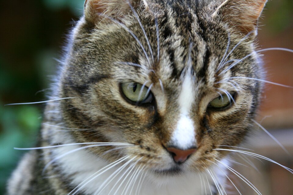 Portrait close up whiskers photo