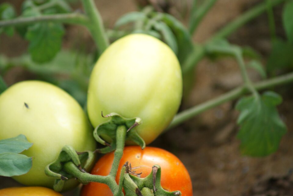 Local tomatoes unripe tomatoes
