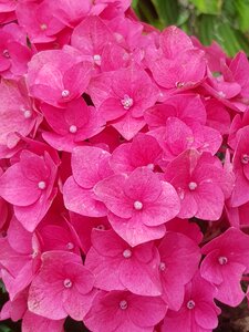 Hydrangea pink garden plant photo