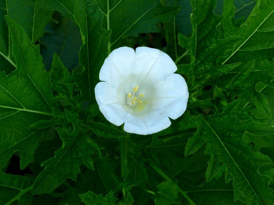 Plant summer flora