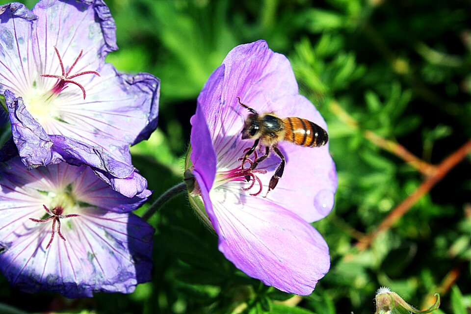 Pollination plant geranium
