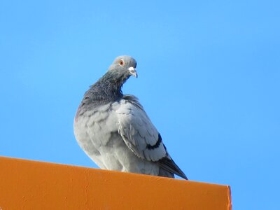 Animals birds air