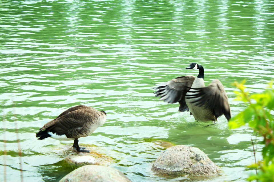 Wing pond bill