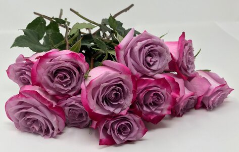 Flowers romance floral