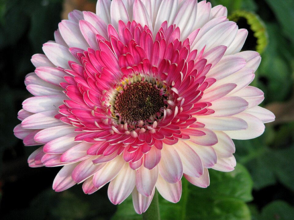 Nature blossom bloom