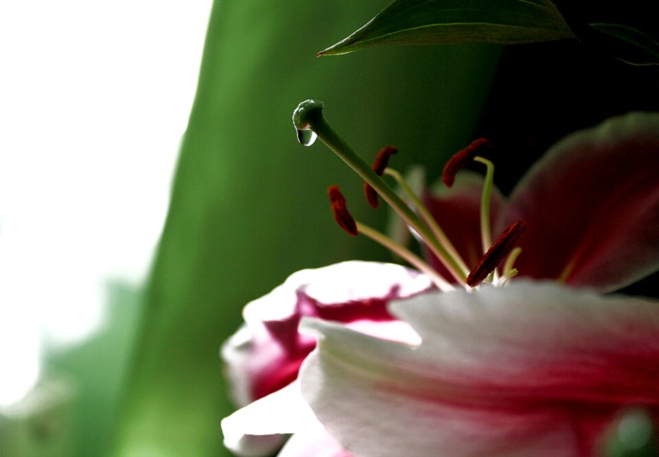 Lelieve onion drop