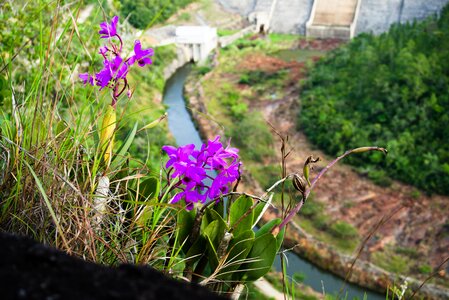 Nature plant landscape photo