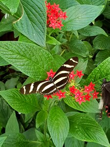 Summer animals butterflies