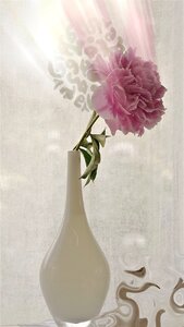 Spring pink vase photo