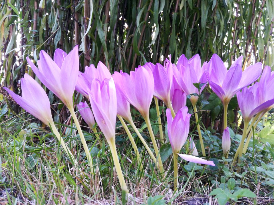 Bloom purple flower