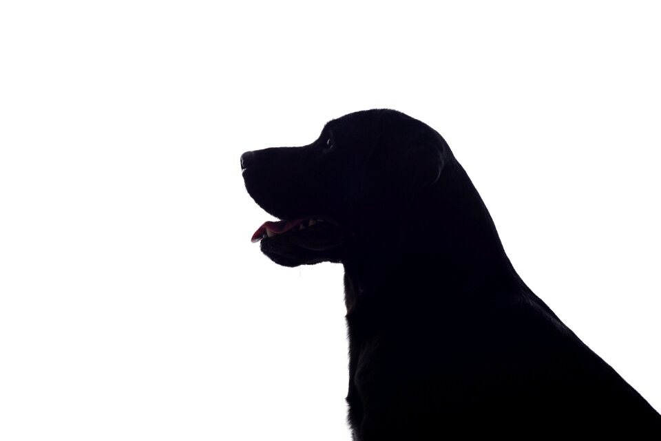 Silhouette black and white baby