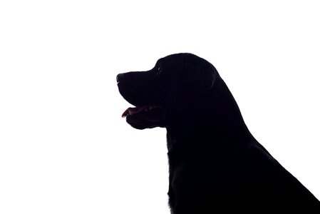 Silhouette black and white baby