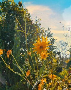 Yellow cloudy nature