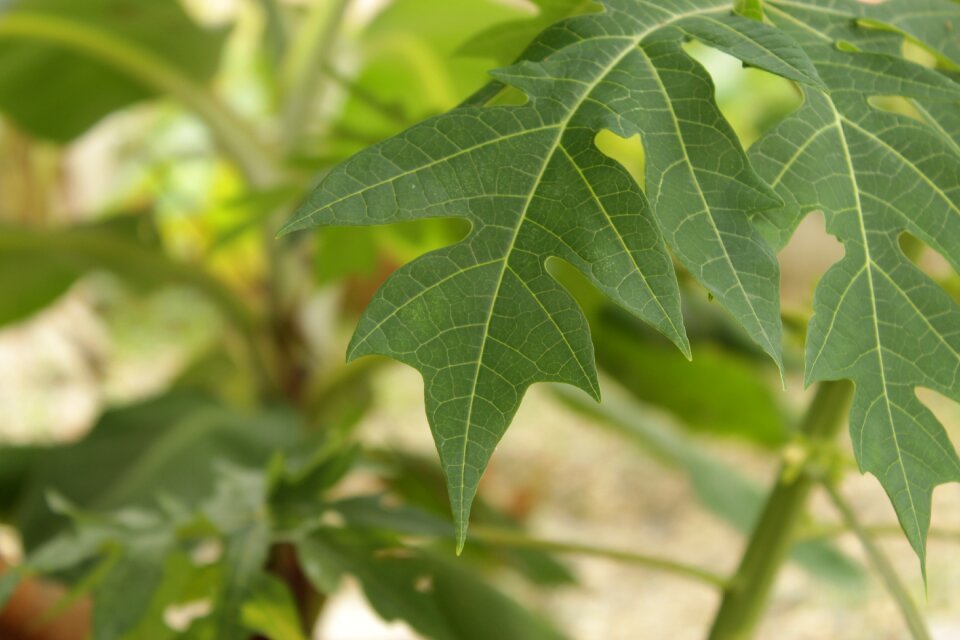 Plant green garden