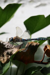 Ważka insect nature