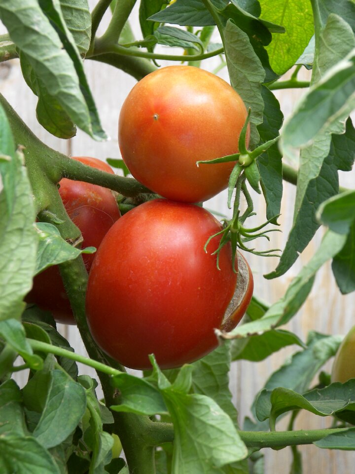 Fruit vegetarian red