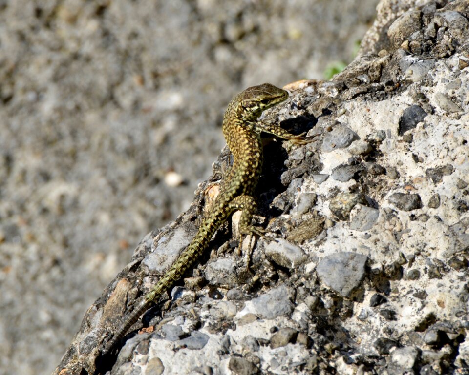 Gecko schuppenkriechtier nature