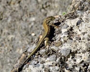 Gecko schuppenkriechtier nature