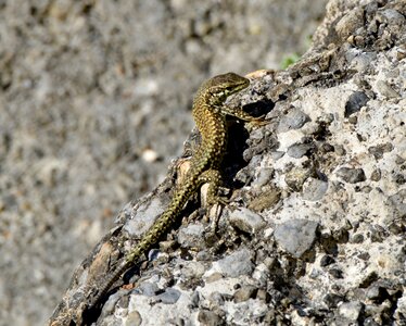 Gecko schuppenkriechtier nature photo