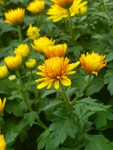 Flowers yellow garden plant