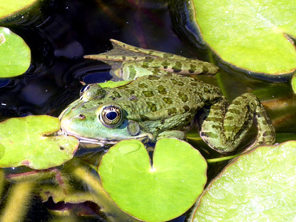 Animal aquatic pond
