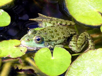 Animal aquatic pond