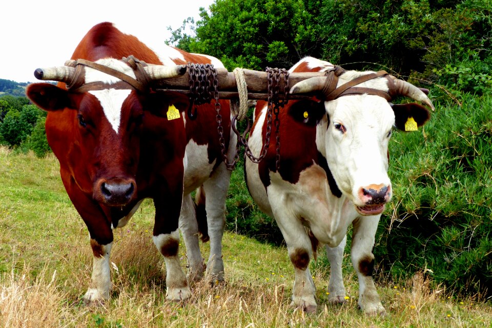 Graze ruminant oxen