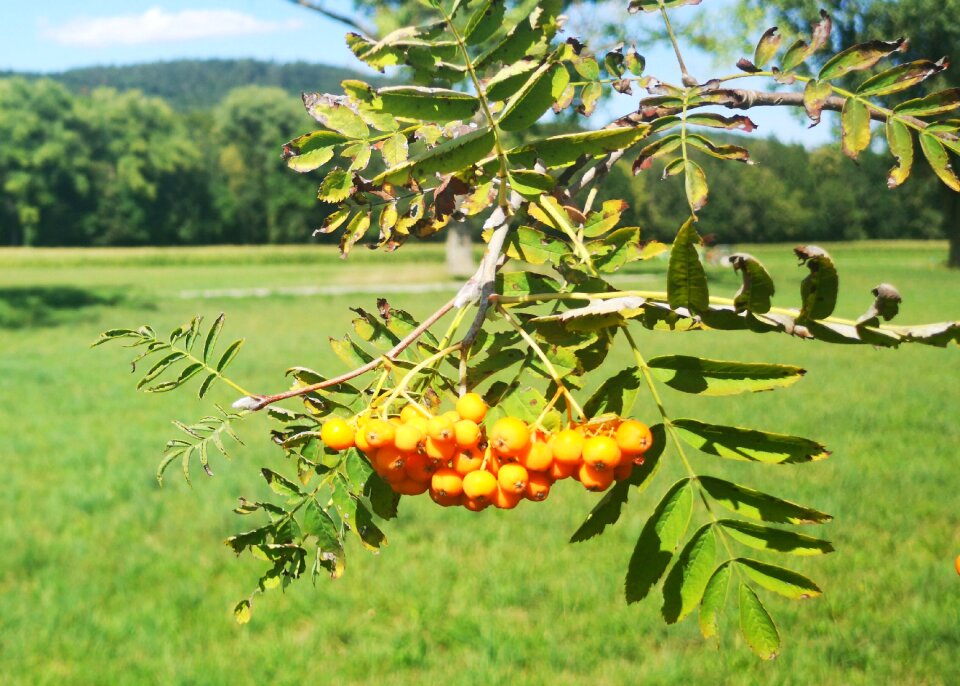 Rowan nature plant