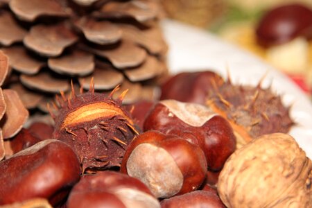 Chestnut dining table autumn photo