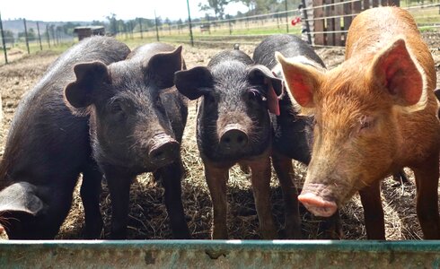 Snout hog swine