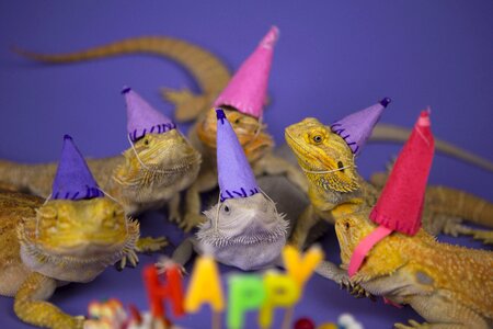 Happy reptiles colour