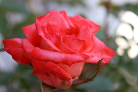 Rose flower plant
