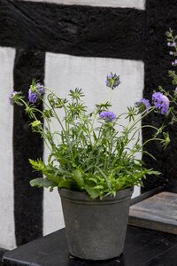 Skabiosa plant blue flower timber frame