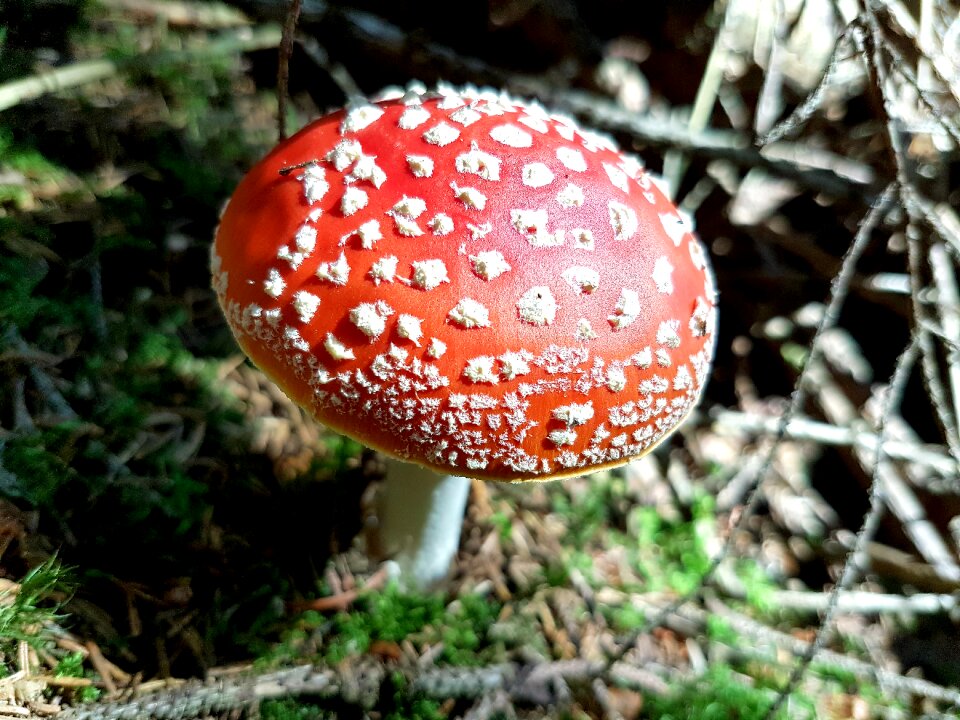 Nature autumn forest photo