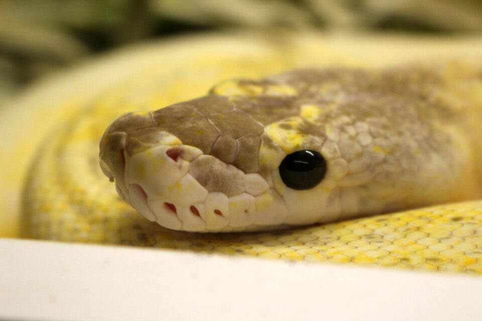 Terrarium animal head