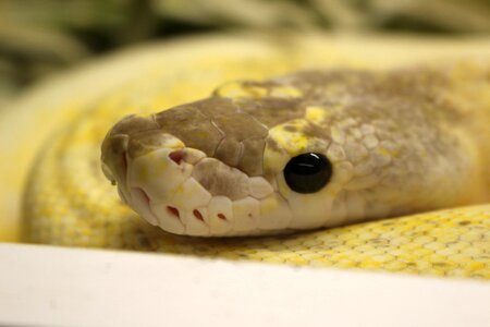 Terrarium animal head