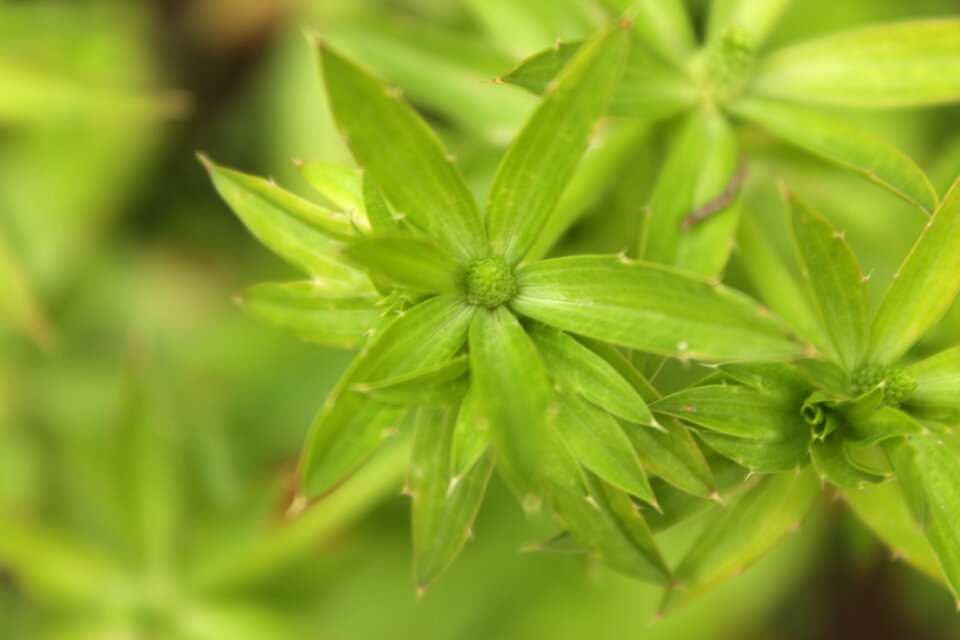 Plant flower nature