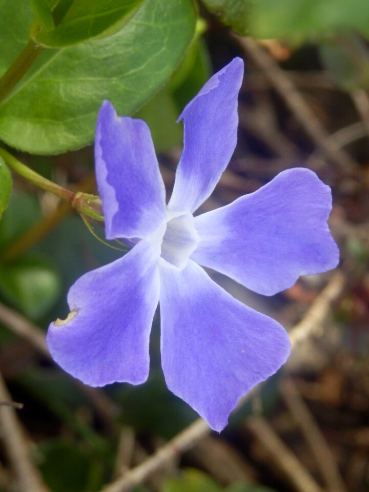 Petalled flower