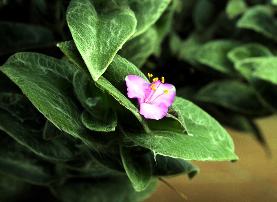 Nature flora plant