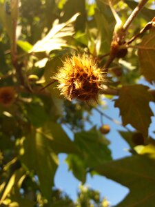 Chestnut late summer chestnut tree photo