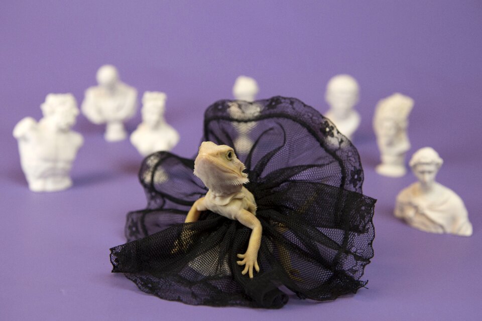 Art reptiles white