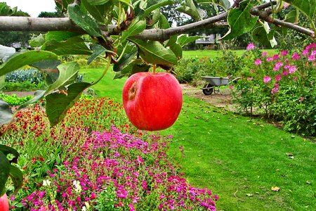 Apple tree garden farm