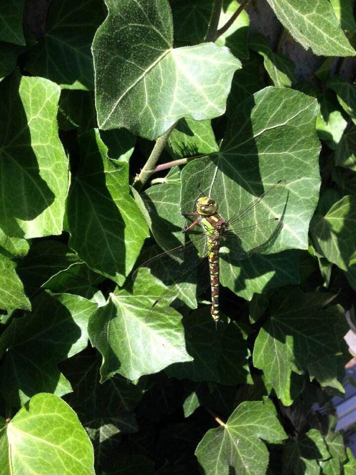 Odonata ivy hedera helix