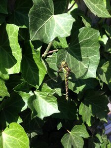 Odonata ivy hedera helix